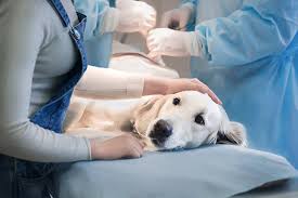 THR Surgery for Dogs How the Best Veterinary Clinics Are Changing Live