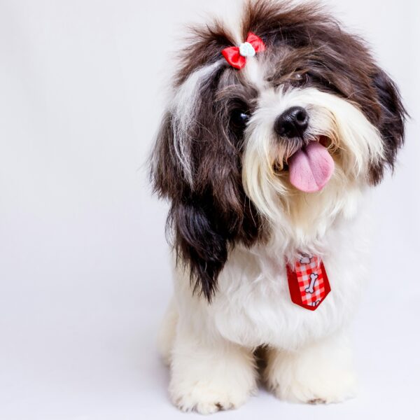 5 Easy Ways to Spoil Your Dog (They Deserve It)